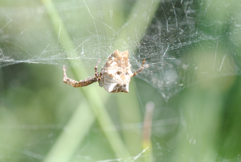 Cyrthopora citricola  - Castel di Guido (RM)